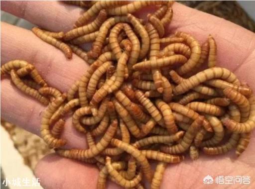 养殖用来喂鸡的黄粉虫能产生多大的效益？