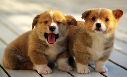 柯基犬如何喂养?柯基犬怎样训练?