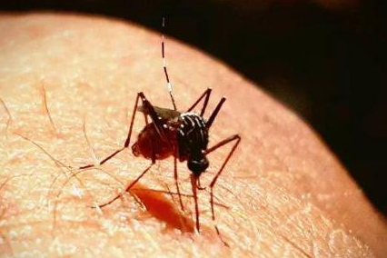 蚊子是怎样过冬的 冬天蚊子都冻死了夏天蚊子怎么来的