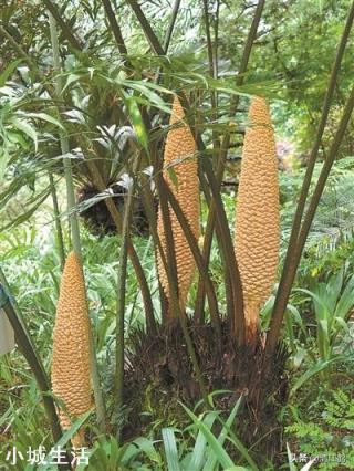 今天是世界野生动植物日，你对它们了解多少？