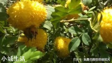 野生刺梨怎样种植?