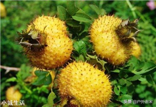 野生刺梨怎样种植？