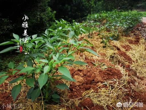 四川、江西、贵州、湖南哪里人民更能吃辣?