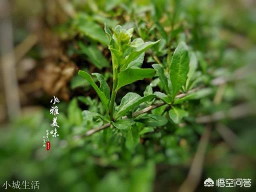 春天来了,你吃过枸杞尖吗?你是怎么制作的?