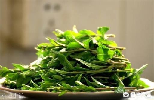 春天来了,你吃过枸杞尖吗?你是怎么制作的?