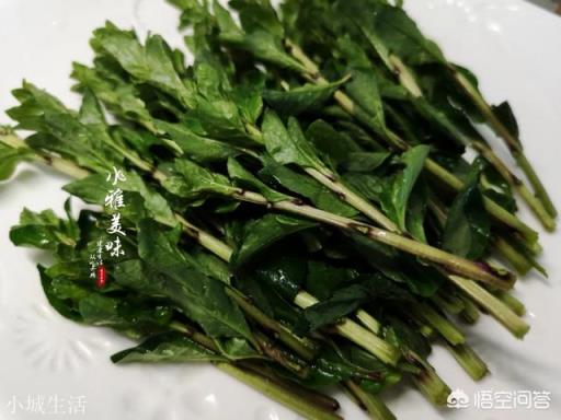 春天来了,你吃过枸杞尖吗?你是怎么制作的?