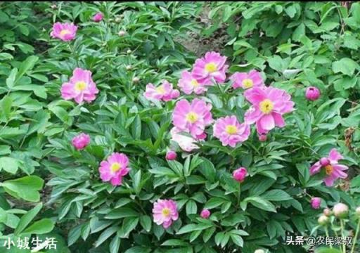 中药材赤芍怎样培植？如何达到高产？