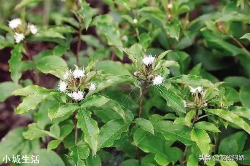 中药材赤芍怎样培植？如何达到高产？