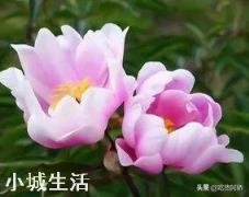 中药材赤芍怎样培植？如何达到高产？