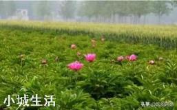中药材赤芍怎样培植？如何达到高产？