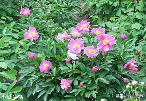 中药材赤芍怎样培植？如何达到高产？