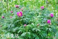 中药材赤芍怎样培植？如何达到高产？