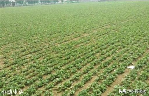 中药材赤芍怎样培植？如何达到高产？