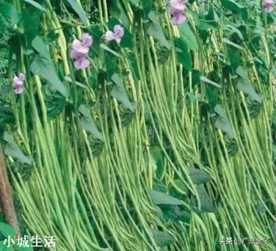 怎么种植能提高早春豇豆的产量？