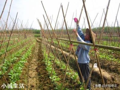 怎么种植能提高早春豇豆的产量？