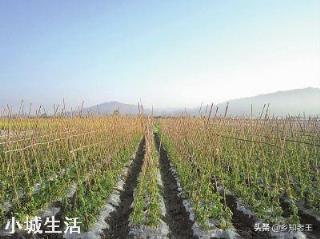 怎么种植能提高早春豇豆的产量？