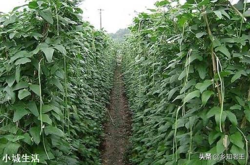 怎么种植能提高早春豇豆的产量？