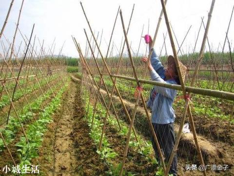怎么种植能提高早春豇豆的产量？