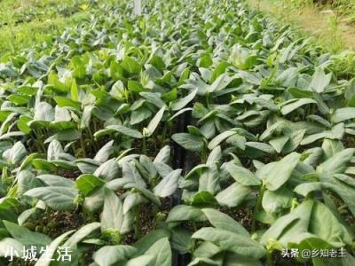 怎么种植能提高早春豇豆的产量？