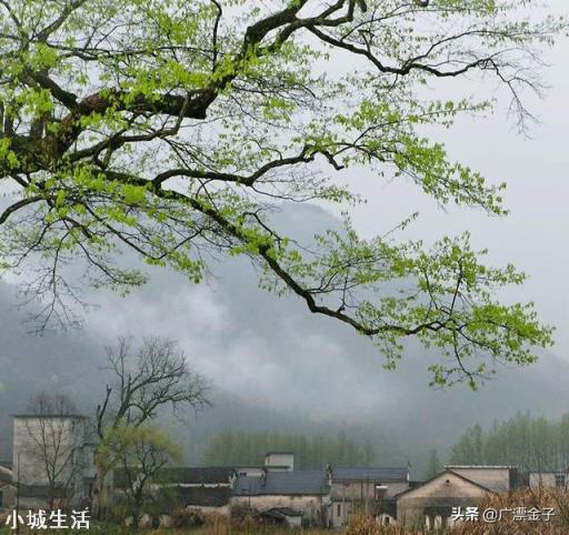 怎么种植能提高早春豇豆的产量？