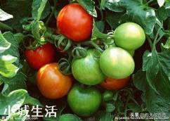 冬天番茄容易发生根腐病？怎么防治这种病害的发生？