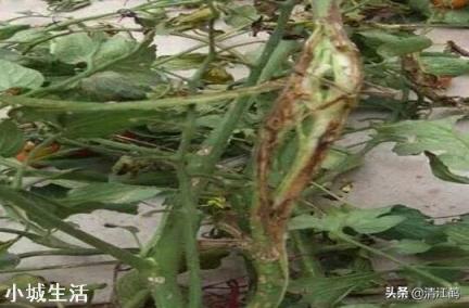 冬天番茄容易发生根腐病？怎么防治这种病害的发生？