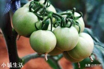 冬天番茄容易发生根腐病？怎么防治这种病害的发生？
