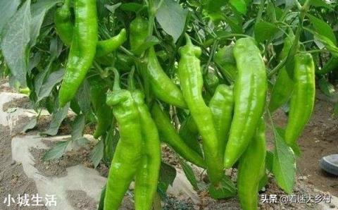 如何让辣椒不断茬连续坐果呢？
