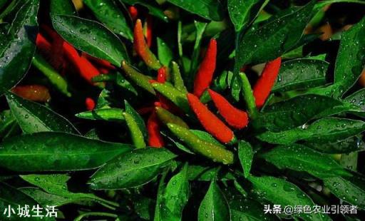 如何让辣椒不断茬连续坐果呢？