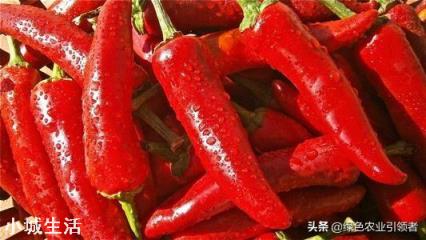 如何让辣椒不断茬连续坐果呢？