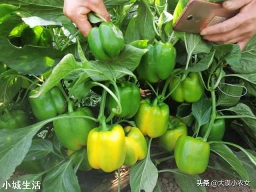 如何让辣椒不断茬连续坐果呢？