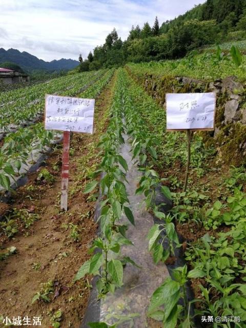如何让辣椒不断茬连续坐果呢？