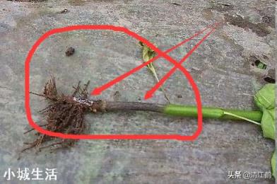 如何让辣椒不断茬连续坐果呢？