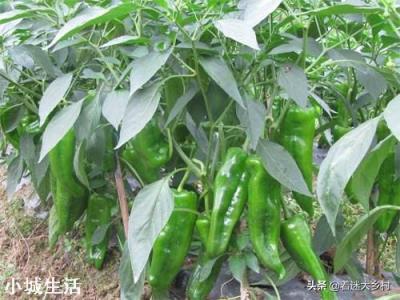 如何让辣椒不断茬连续坐果呢？