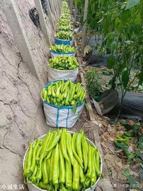 如何让辣椒不断茬连续坐果呢？