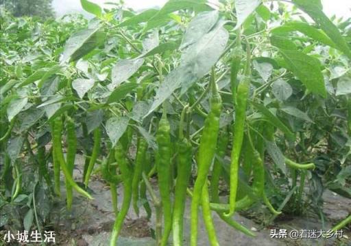 如何让辣椒不断茬连续坐果呢？