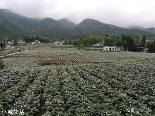 农村种植土豆马铃薯，会有果实很少的现象，那么应该如何避免呢？