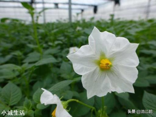 农村种植土豆马铃薯，会有果实很少的现象，那么应该如何避免呢？