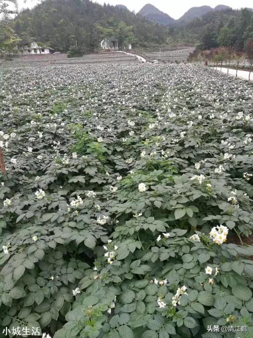 农村种植土豆马铃薯，会有果实很少的现象，那么应该如何避免呢？