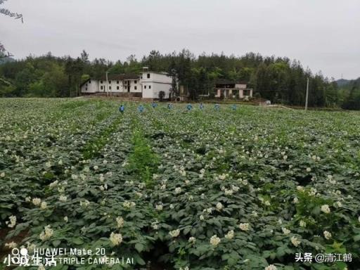 农村种植土豆马铃薯，会有果实很少的现象，那么应该如何避免呢？
