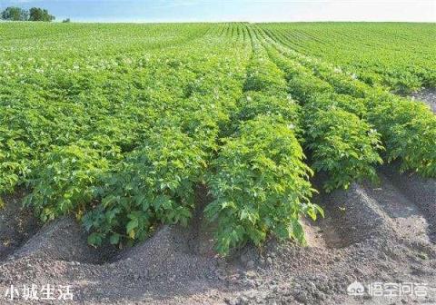 农村种植土豆马铃薯，会有果实很少的现象，那么应该如何避免呢？