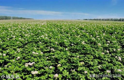 农村种植土豆马铃薯，会有果实很少的现象，那么应该如何避免呢？