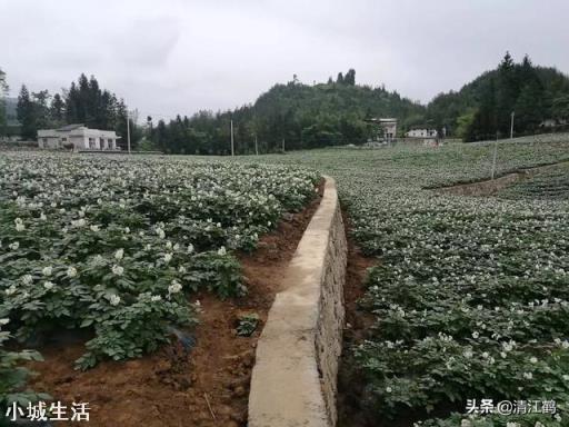 农村种植土豆马铃薯，会有果实很少的现象，那么应该如何避免呢？