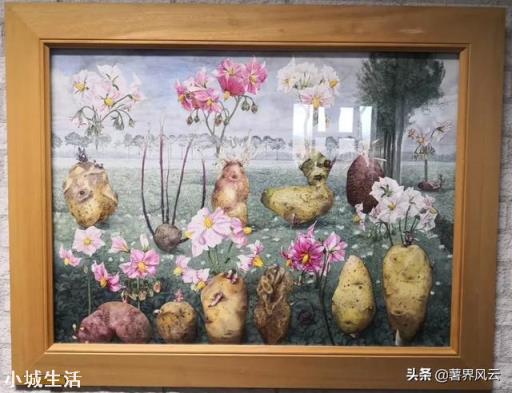 农村种植土豆马铃薯，会有果实很少的现象，那么应该如何避免呢？