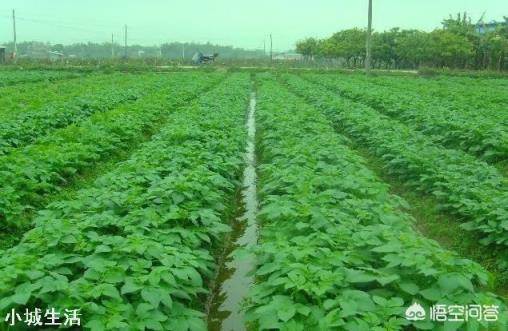 农村种植土豆马铃薯，会有果实很少的现象，那么应该如何避免呢？