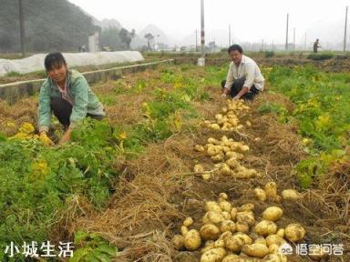 农村种植土豆马铃薯，会有果实很少的现象，那么应该如何避免呢？