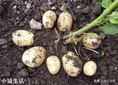 农村种植土豆马铃薯，会有果实很少的现象，那么应该如何避免呢？