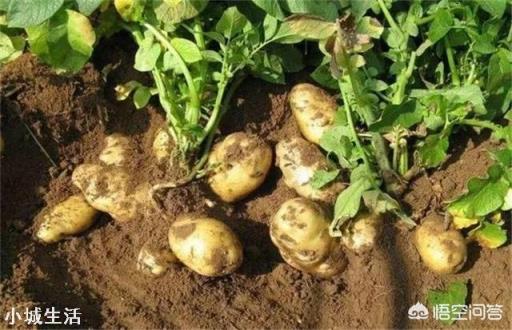 农村种植土豆马铃薯，会有果实很少的现象，那么应该如何避免呢？