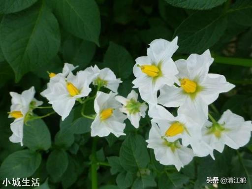 农村种植土豆马铃薯，会有果实很少的现象，那么应该如何避免呢？