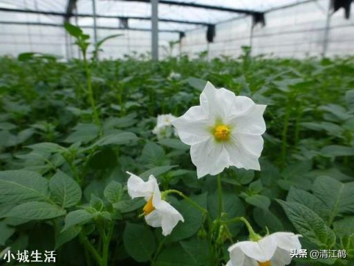 农村种植土豆马铃薯，会有果实很少的现象，那么应该如何避免呢？